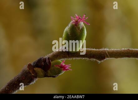 Hasel, Corylus avellana, in der Blüte im frühen Frühjahr - rote weibliche Blüten. Stockfoto