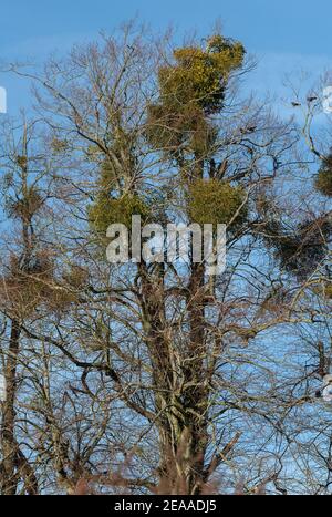 Mistel, Viscum Album, in alten Linden, Dorset. Stockfoto