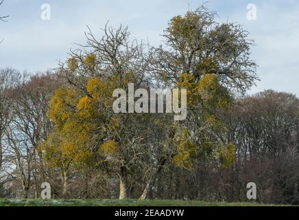 Mistel, Viscum Album, in alten Hawthorn Baum in Parkland, Wiltshire. Stockfoto