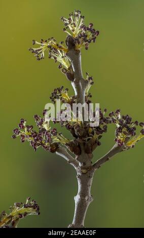 Die sich öffnenden Blüten der schmal-blättrigen Asche, Fraxinus angustifolia, mit sichtbaren Staubgefäßen. Stockfoto