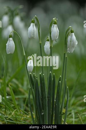 Schneeglöckchen, Galanthus nivalis, im Winter in Blüte. Eingebürgert in Großbritannien. Stockfoto
