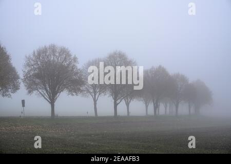 Deutschland, Bayern, Oberbayern, Oberland, Tal, Landstraße im Nebel Stockfoto