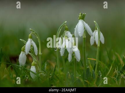 Schneeglöckchen, Galanthus nivalis, blühend im Winter, bei Regenschauer. Eingebürgert in Großbritannien. Stockfoto