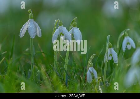 Schneeglöckchen, Galanthus nivalis, blühend im Winter, bei Regenschauer. Eingebürgert in Großbritannien. Stockfoto