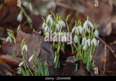 Schneeglöckchen, Galanthus nivalis, im Winter in Blüte, schiebt sich durch tote Blätter. Eingebürgert in Großbritannien. Stockfoto
