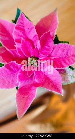 Adventsstern, Weihnachtsstern oder Weihnachtsstern in rosa / pink, Nahaufnahme Stockfoto