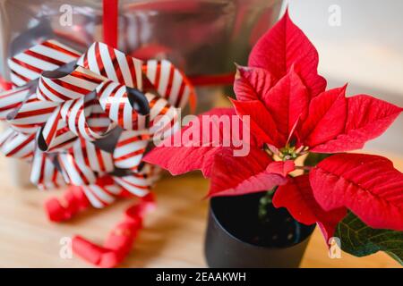 Weihnachtsgeschenk in Silber mit einem großen rot und weiß Bogen und Adventsstern (Weihnachtsstern oder Weihnachtsstern) in rot Stockfoto