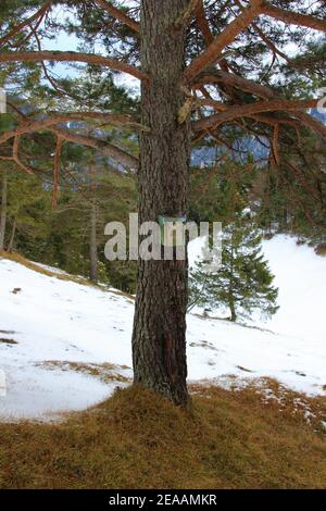 Winterwanderung am Wildensee bei Mittenwald, Werdenfelser Land, Oberbayern, Bayern, Süddeutschland, Deutschland, Europa Stockfoto