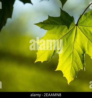 Deutschland, Norwegen Ahorn, Acer platanoides, Blätter. Stockfoto