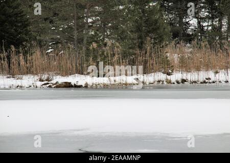 Winterwanderung am Wildensee bei Mittenwald, Werdenfelser Land, Oberbayern, Bayern, Süddeutschland, Deutschland, Europa Stockfoto