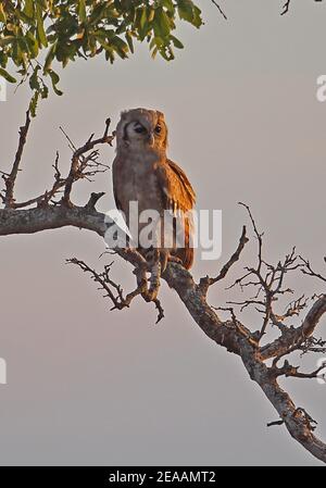 Verreaux's Eagle-Owl (Bubo lacteus) Erwachsener auf Zweig in späten Nachmittag Licht Kruger NP, Südafrika November Stockfoto