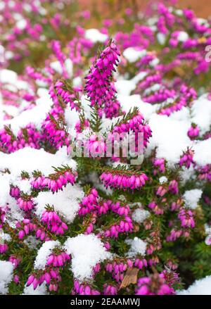 Kultiviertes Heidekraut blüht mit Schnee. Stockfoto