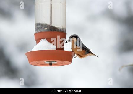 Der eurasische Nuthatch oder Holznuthatch, Sitta europaea, ein kleiner Singvogel im Winter. Kurzschwanzvogel mit langem Schnabel, blau-graue Oberteile und Stockfoto