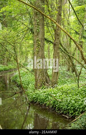 Bärlauch (Allium ursinum), Arten der Gattung Allium. Stockfoto