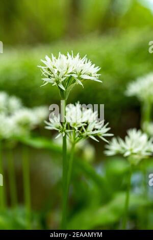 Bärlauch (Allium ursinum), Arten der Gattung Allium. Stockfoto