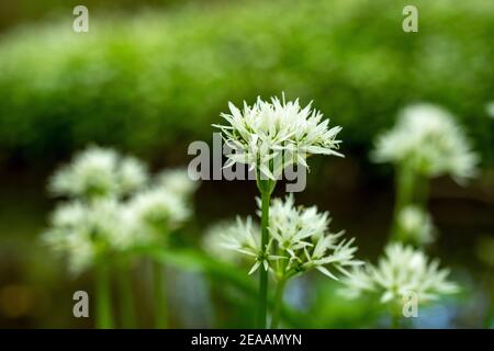 Bärlauch (Allium ursinum), Arten der Gattung Allium. Stockfoto