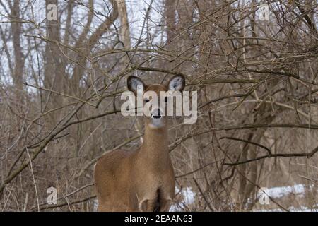 Weißschwanz-Doe, die in einem schneebedeckten Wald steht und Blickkontakt mit dem Fotografen macht. Stockfoto