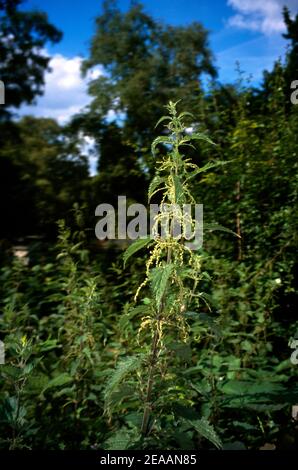 Brennesseln Stockfoto