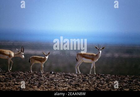 Abu Dhabi VAE Sir Bani Yas Island Nature Reserve Gazellen Stockfoto