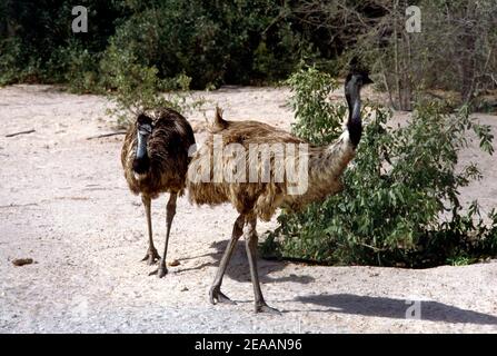 Abu Dhabi VAE Sir Bani Yas Island Arabian Ostrich Stockfoto