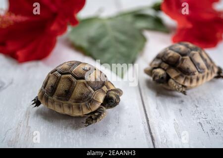 Nahaufnahme von zwei jungen hermann Schildkröten auf weißem Holzhintergrund mit einer roten Hibiskusblüte und verlassen. Selektiver Fokus mit geringer Tiefenfeldtiefe. Stockfoto