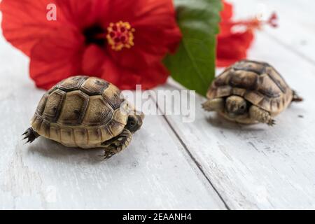 Nahaufnahme von zwei jungen hermann Schildkröten auf weißem Holzhintergrund mit einer roten Hibiskusblüte und verlassen. Selektiver Fokus mit geringer Tiefenfeldtiefe. Stockfoto