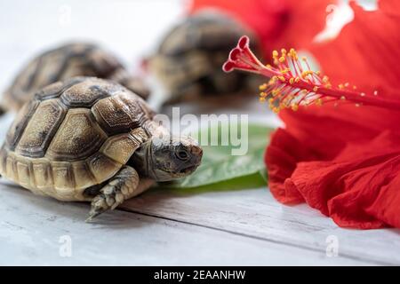 Nahaufnahme der jungen hermann Schildkröten auf weißem Holzhintergrund mit einer roten Hibiskusblüte. Selektiver Fokus mit geringer Tiefenfeldtiefe. Stockfoto