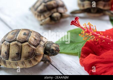 Nahaufnahme der jungen hermann Schildkröten auf weißem Holzhintergrund mit einer roten Hibiskusblüte. Selektiver Fokus mit geringer Tiefenfeldtiefe. Stockfoto