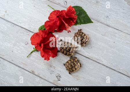 Nahaufnahme der jungen hermann Schildkröten auf weißem Holzhintergrund mit einer roten Hibiskusblüte. Draufsicht. Stockfoto