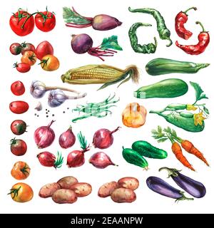 Set, Sammlung von frischem Gemüse. Handgezeichnetes Aquarell auf weißem Hintergrund. Stockfoto