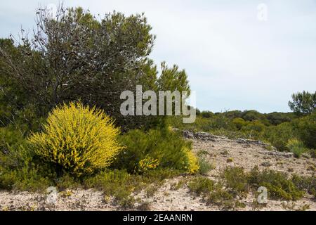 Gelbe Ginster Sträucher auf felsigen Boden, Mallorca Stockfoto