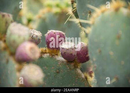 Kaktusbirne im Garten Botanicactus auf Mallorca Stockfoto