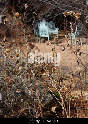 Gusseisen Gartenmöbel sitzt in einem Garten im Hinterhof im Winter mit den getrockneten Reste von Sonnenblumen, die blühte im letzten Sommer gefüllt. Stockfoto