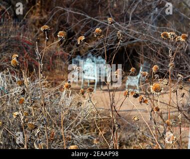 Gusseisen Gartenmöbel sitzt in einem Garten im Hinterhof im Winter mit den getrockneten Reste von Sonnenblumen, die blühte im letzten Sommer gefüllt. Stockfoto