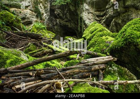 Treibholz auf moosbedeckten Felsen, Areuse Gorge Stockfoto