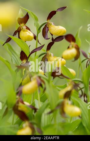 Klumpen der Hausschuh-Orchideen der Dame Stockfoto