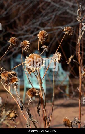 Gusseisen Gartenmöbel sitzt in einem Garten im Hinterhof im Winter mit den getrockneten Reste von Sonnenblumen, die blühte im letzten Sommer gefüllt. Stockfoto