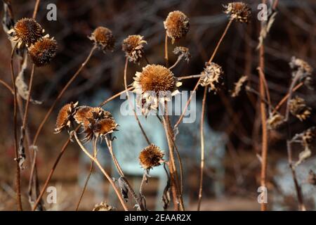 Gusseisen Gartenmöbel sitzt in einem Garten im Hinterhof im Winter mit den getrockneten Reste von Sonnenblumen, die blühte im letzten Sommer gefüllt. Stockfoto