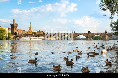 Schwan und Enten auf Moldau in der Nähe von Karlsbrücke in Prag Stockfoto