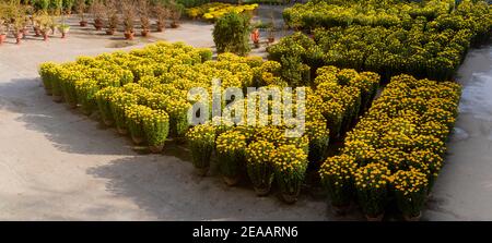 Lunar Neujahr Blumenmarkt und Dekorationen Stockfoto