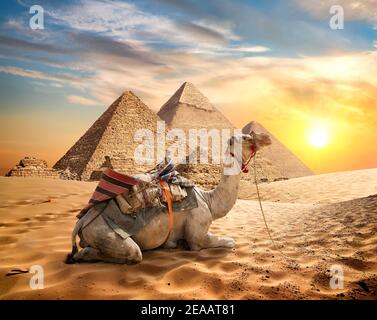 Kamel in sandige Wüste in der Nähe von Pyramiden bei Sonnenuntergang Stockfoto