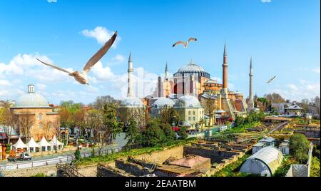 Möwen und Hagia Sophia am Tag in Istanbul, Türkei Stockfoto