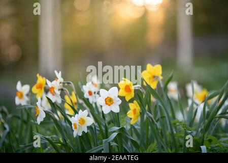 Weiße und gelbe Narzissen im Frühling Stockfoto