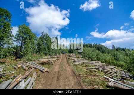 Wald durchschneiden. Baumstämme von frisch geschnittenen Bäumen liegen neben schmutzigen Straße im Wald bereit zum Transport. Stockfoto