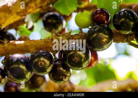 Obst. Exotisch. Jabuticaba im Baum bereit zur Ernte. Jaboticaba ist der einheimische brasilianische Traubenbaum. Art Plinia cauliflora. Stockfoto