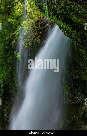 Die South Falls stürzen über eine Klippe im Silver Falls State Park, Oregon, USA Stockfoto