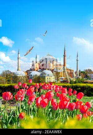 Tulpen in Istanbul während Tulip Festival, in Sultanahmet Region mit der Hagia Sophia Stockfoto