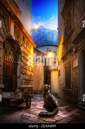 Katze auf der alten Straße in Kotor. Montenegro Stockfoto