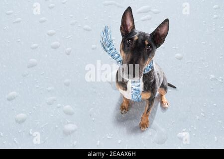 Miniatur Bull Terrier Hund bei Regen und Schnee schlechtes Wetter Bereit für einen Spaziergang mit Leine und Schal Stockfoto