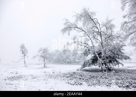 07. Dezember 2020, Winterberg, Sauerland, Nordrhein-Westfalen, Deutschland, Schneelandschaft auf dem Kahler Asten in Zeiten der Coronakrise während des zweiten Teils der Sperre. 00X201207D061CARO Stockfoto